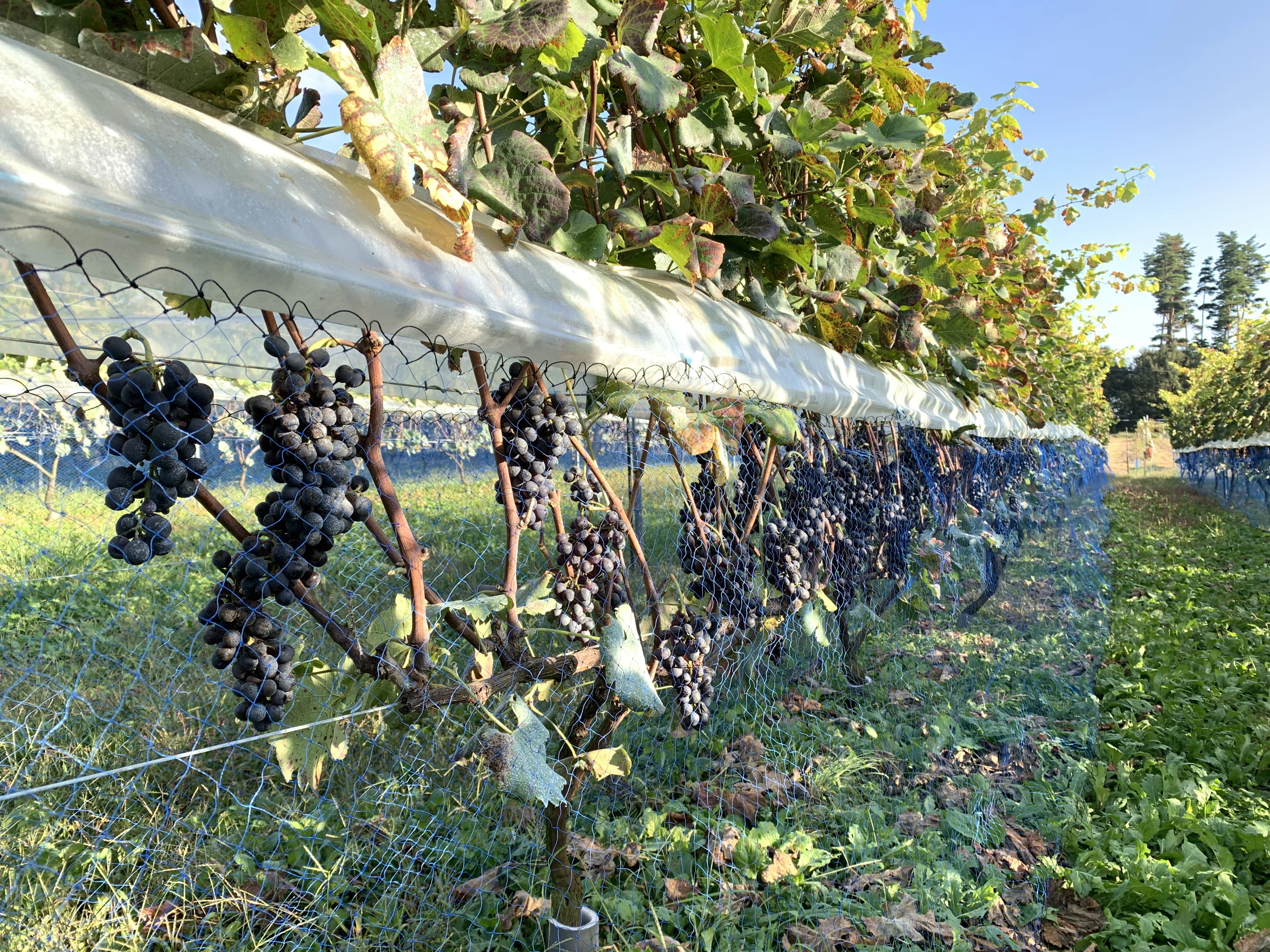 Vineyard before harvest image