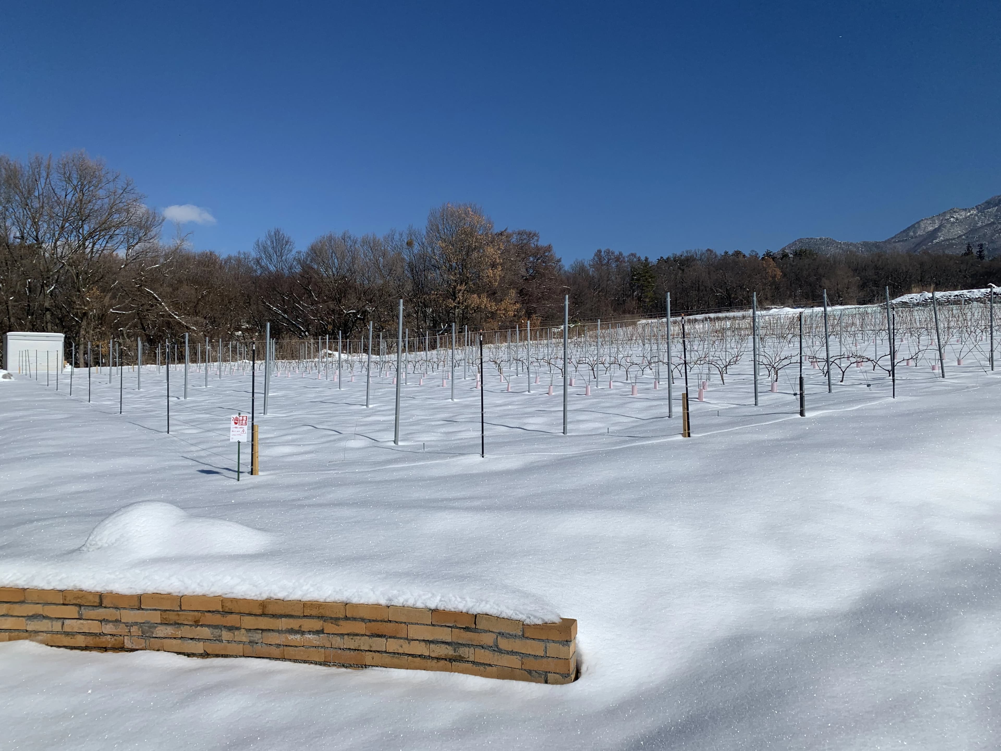 Vineyard covered with snow image