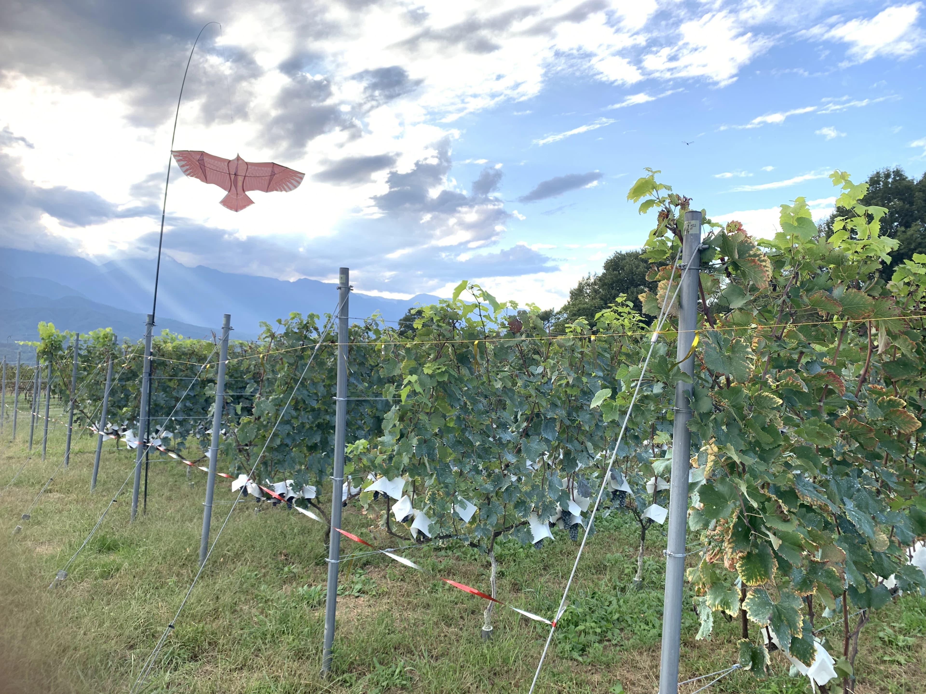 Artisan mariage vineyards image